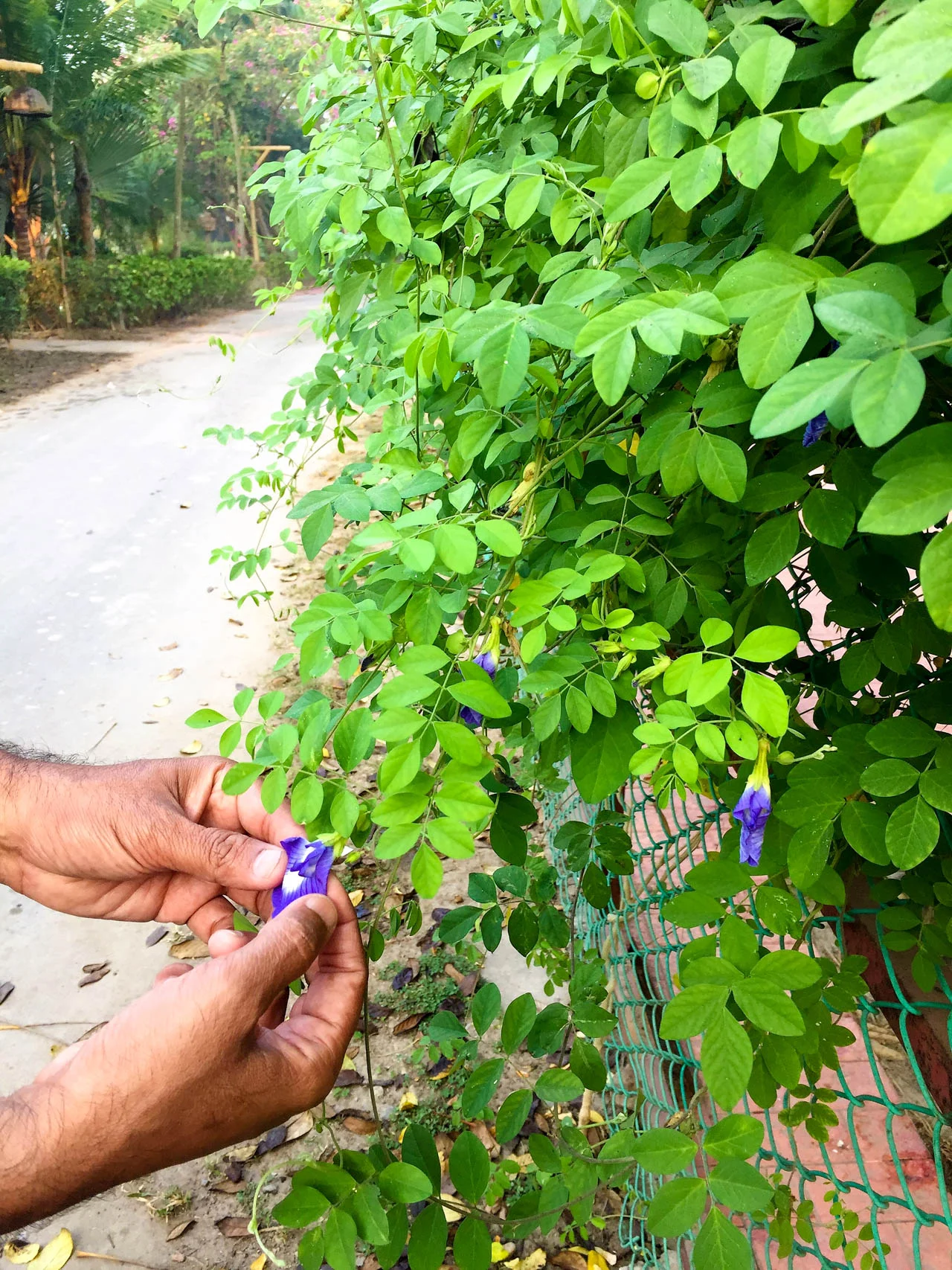 HarmonyNutraceuticals-AyurvedicPlants-.jpg