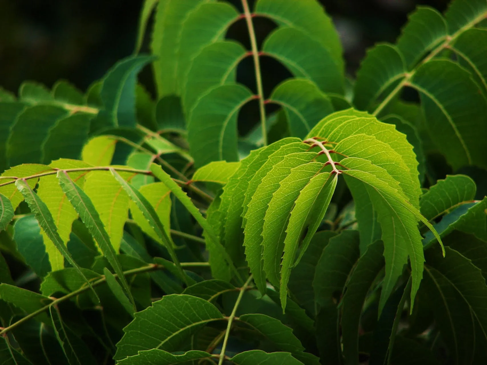 HarmonyNutraceuticals-AyurvedicPlants-1.jpg