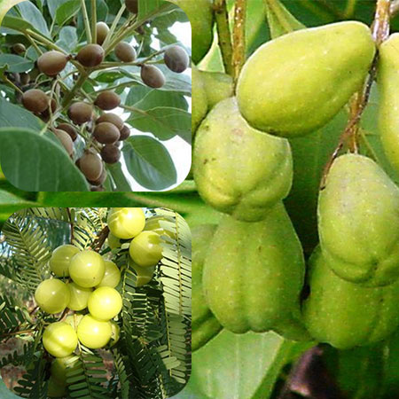 Triphala_ HN 1.jpg