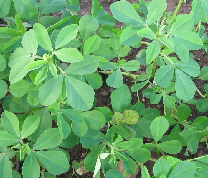 Fenugreek HN 1.jpg