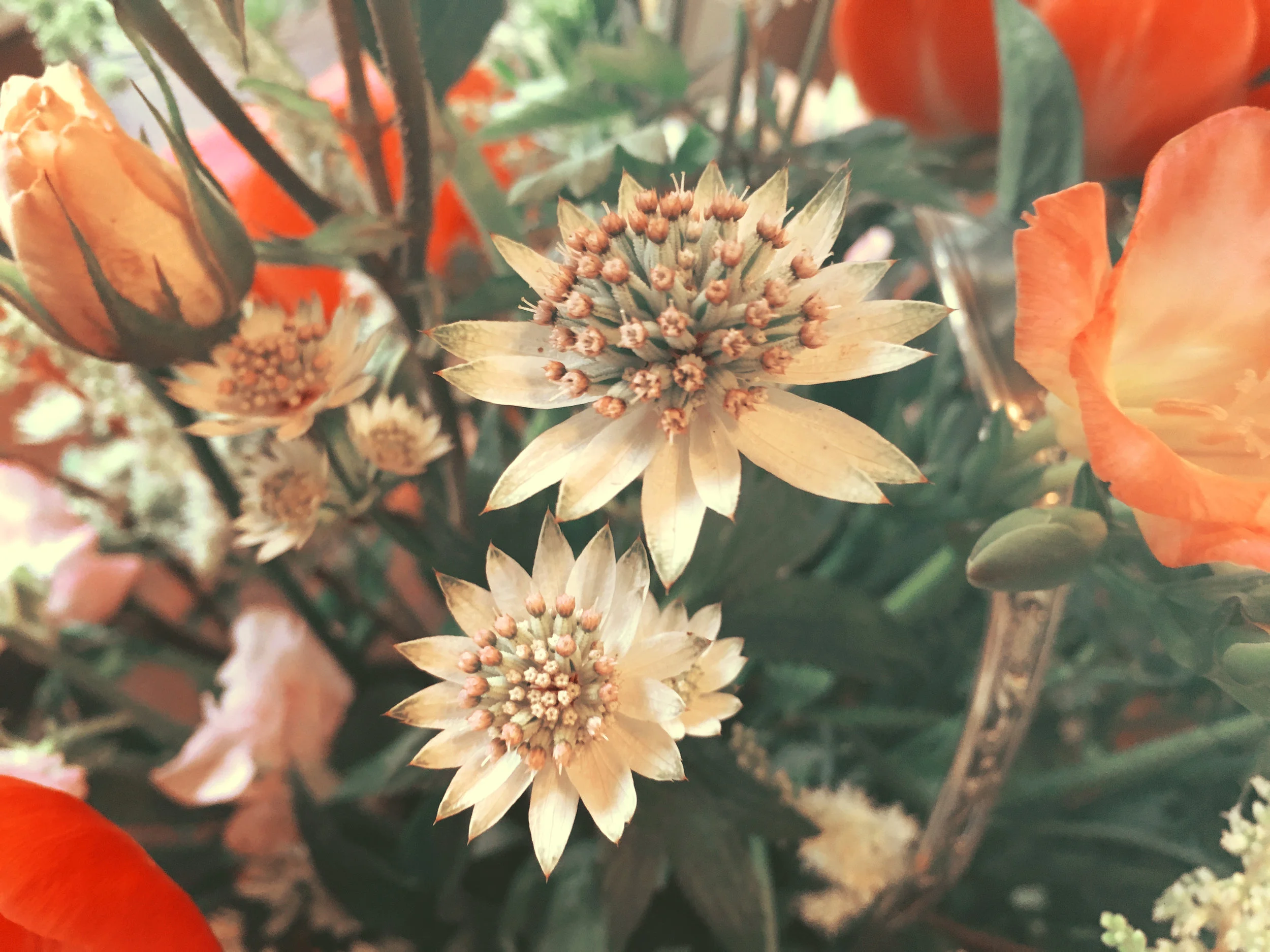 susan Betz - IMG_2853.jpg