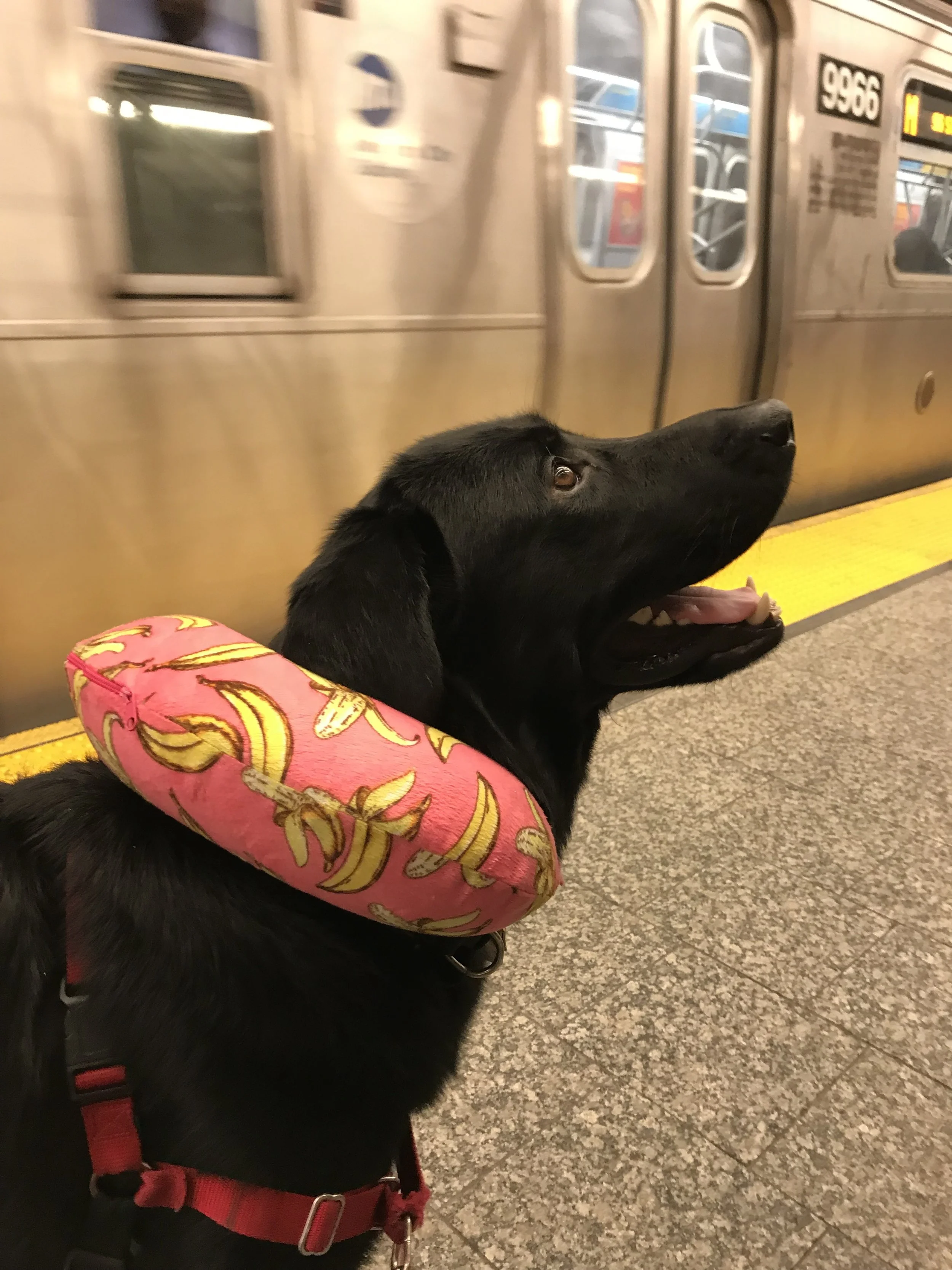 Biggie waiting for a train in a New York City subway station. I I Photo credit to Kirubell Asmamaw