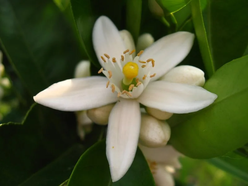 Aromatherapy in the Garden