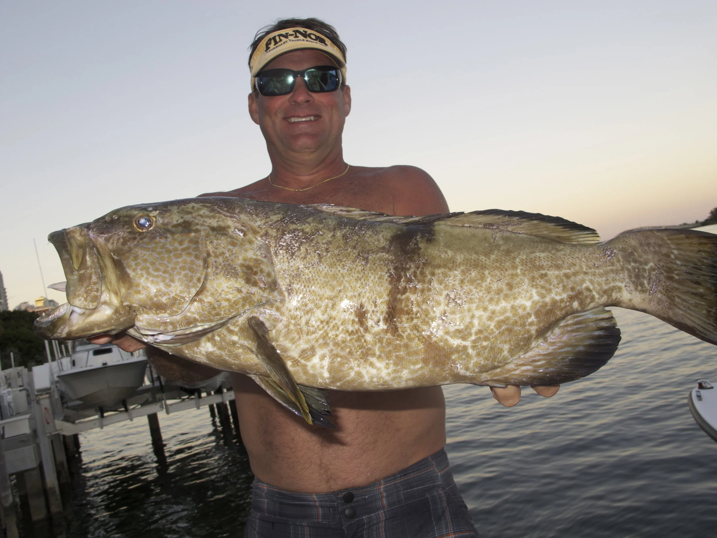 Black Grouper