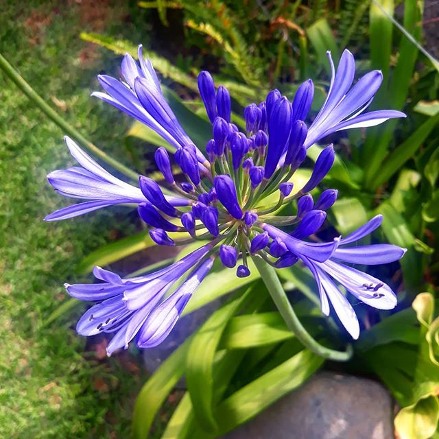 L I L Y &middot; O F &middot; T H E &middot; N I L E &middot;
🌹🍃
PH 📷 @ksw_photography_
.
. &lsquo;Agapanthus&rsquo; comes from the Greek words &lsquo;agape&rsquo; and &lsquo;anthus&rsquo;, and when put together, mean &lsquo;love flower&rsquo; ❤❤
