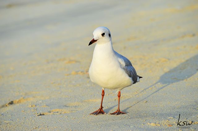 C H A S I N&acute; - T H E - S U N ☀️ 📷: ksw_photography_ 📍Jumeirah Beach, Dubai .
.
.
#summer #sun #bird #freedom #chasingthesun #enjoythesummer #seagull #enelmarlavidaesmassabrosa #ocean #sea #wind #shadow #sand #beach #enjoy #happy #photography 