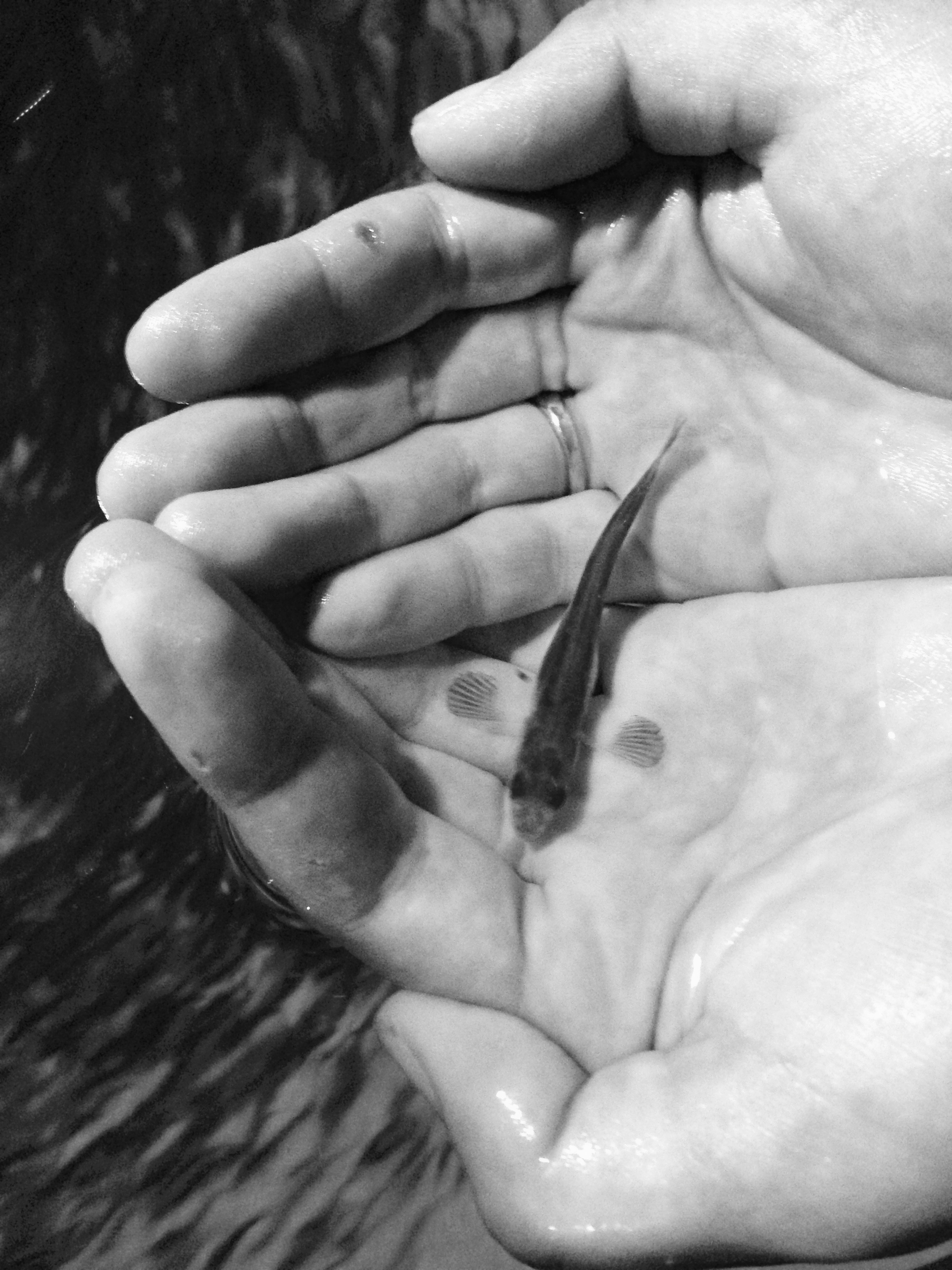 Aquaculture Insurance