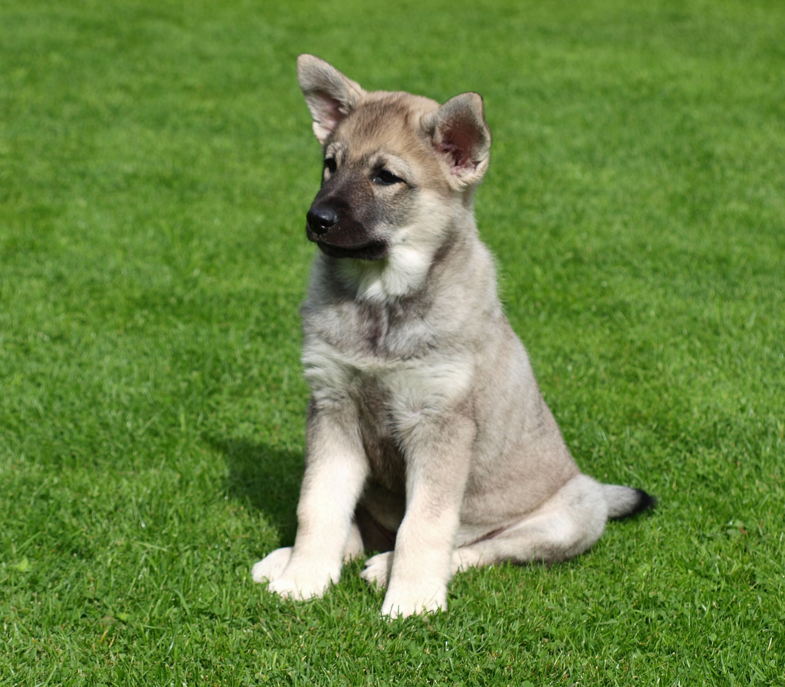 elkhound puppies for sale