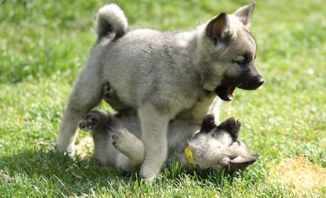 norwegian elkhound puppies for sale