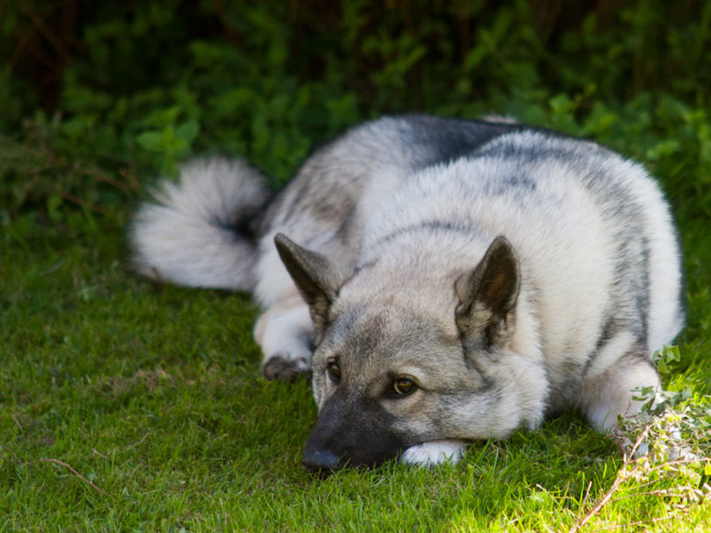 0norwegian_elkhound_is_sneaking_around_wallpaper.jpg
