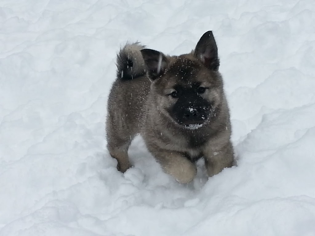 0ElkhoundPuppies2.jpg