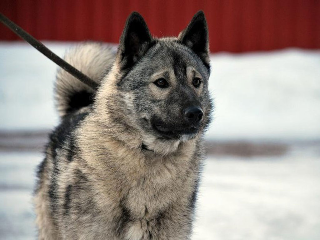 0norwegian_elkhound_on_leash_at_winter_wallpaper.jpg