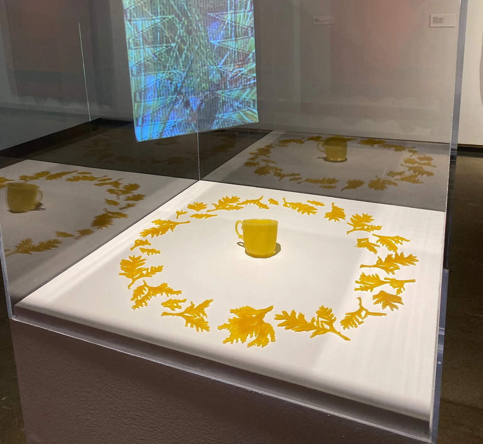 beeswax_everlasting.jpg