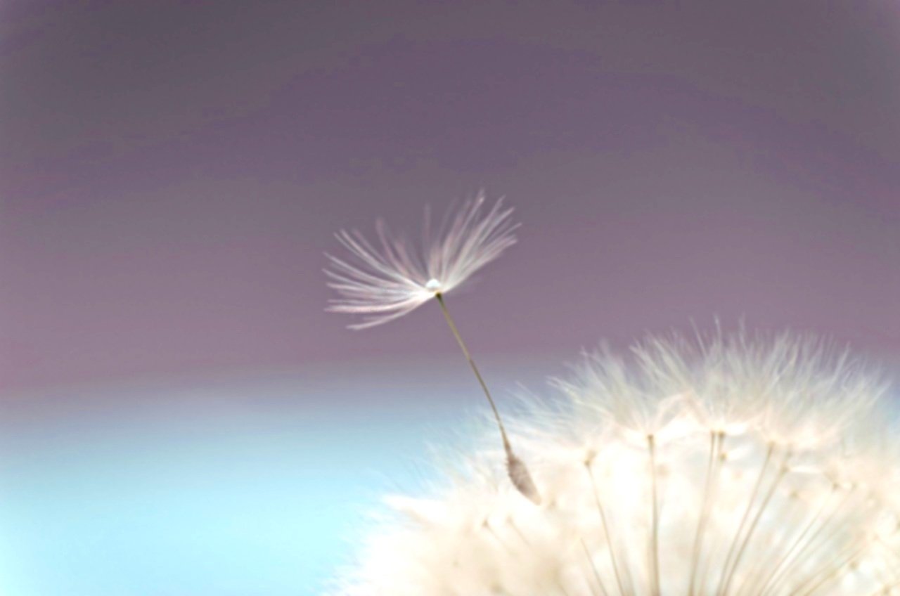 dandelion-6266231_1280.jpg