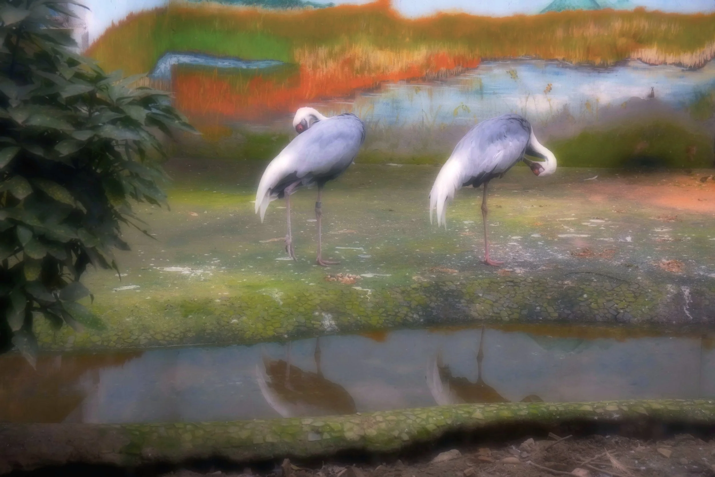Wading Birds in Enclosure