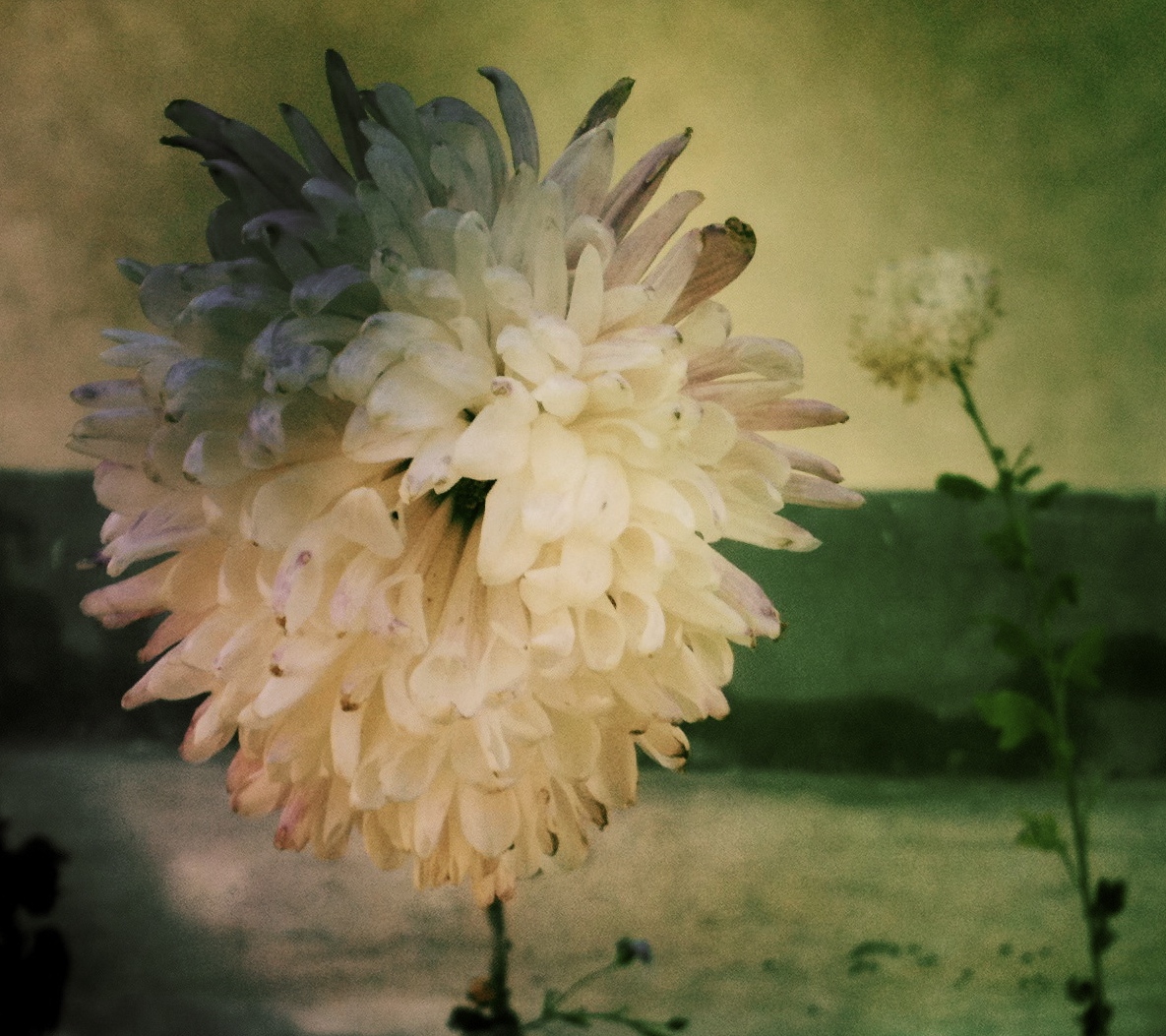 Garden, Women's Shelter. Thimphu
