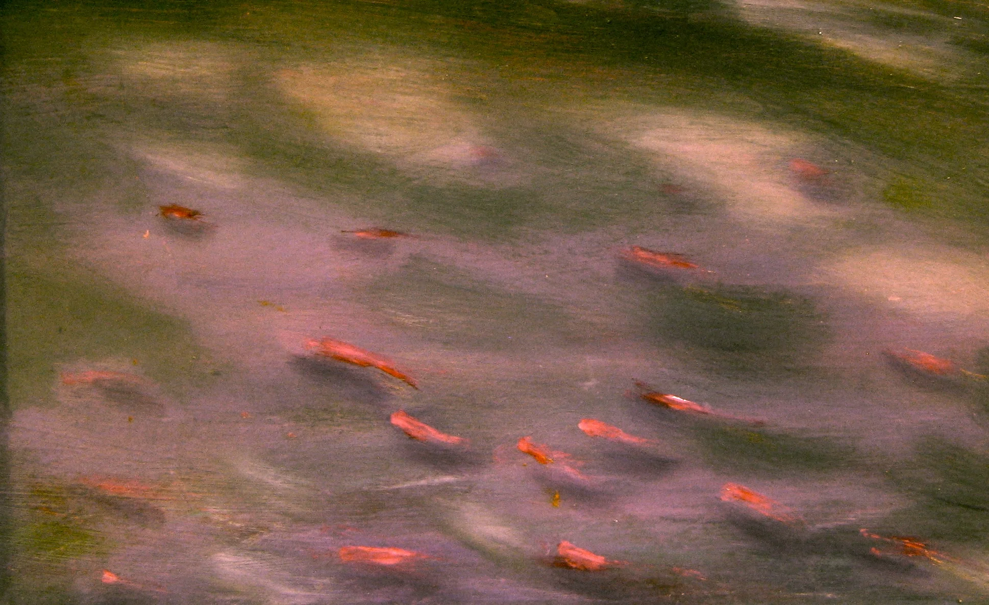 Salmon Run, Adams River, B.C 2013