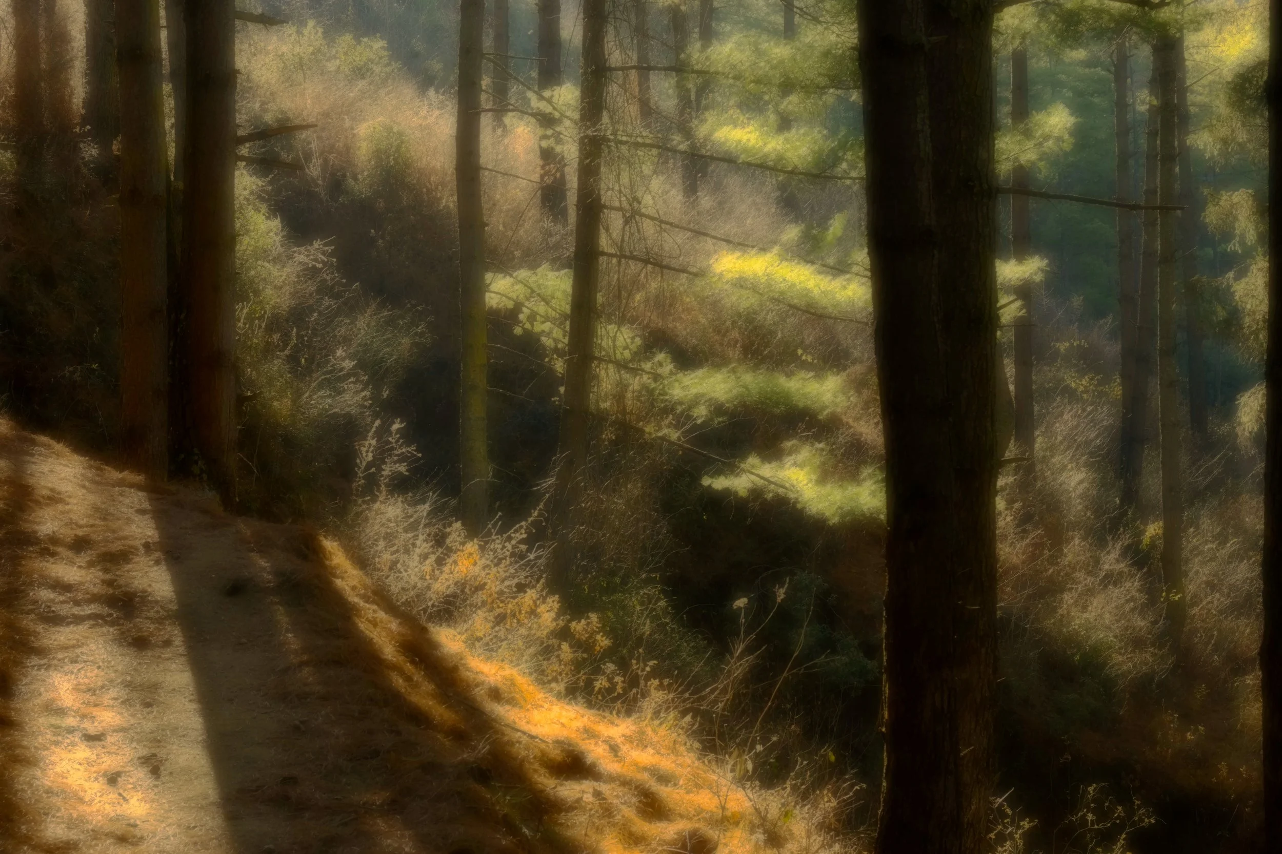 Forest, Dechen Phodrang Monastery. Bhutan. 2016