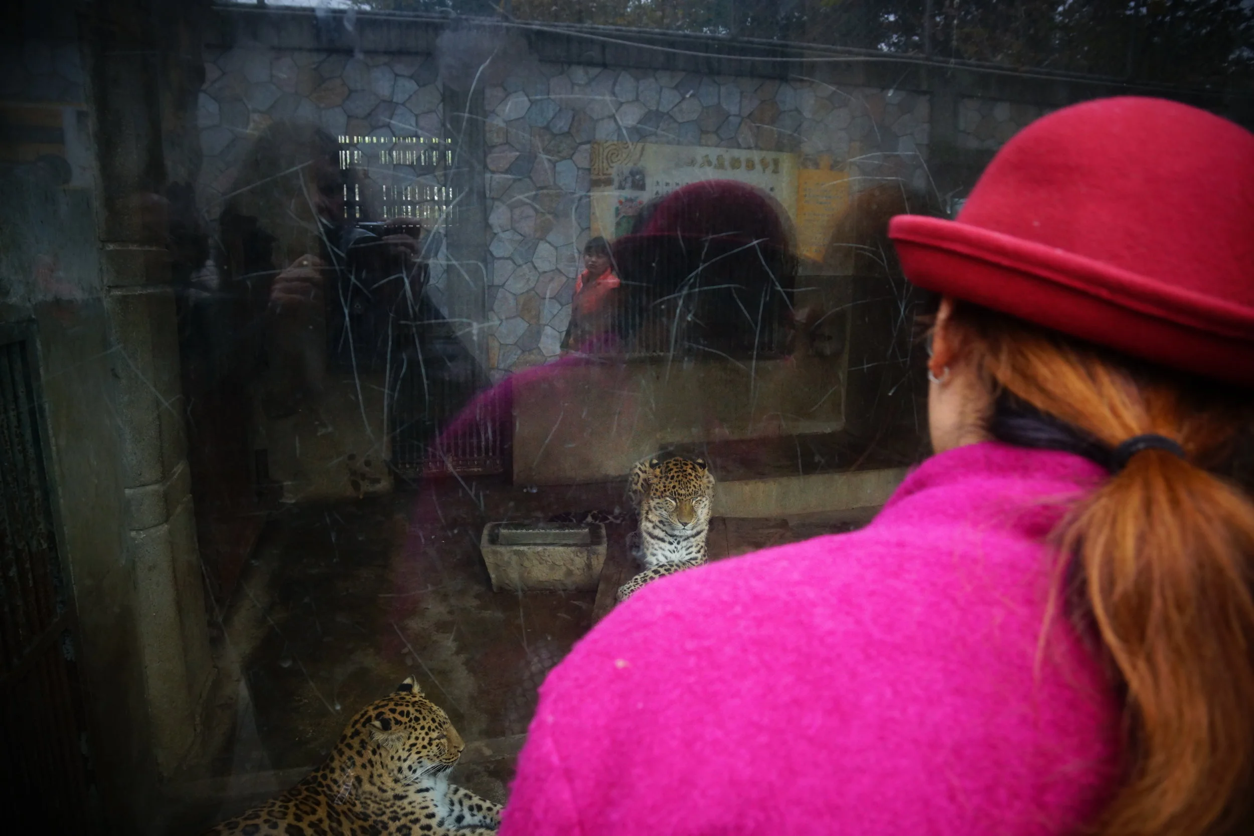 Woman and Large Cats