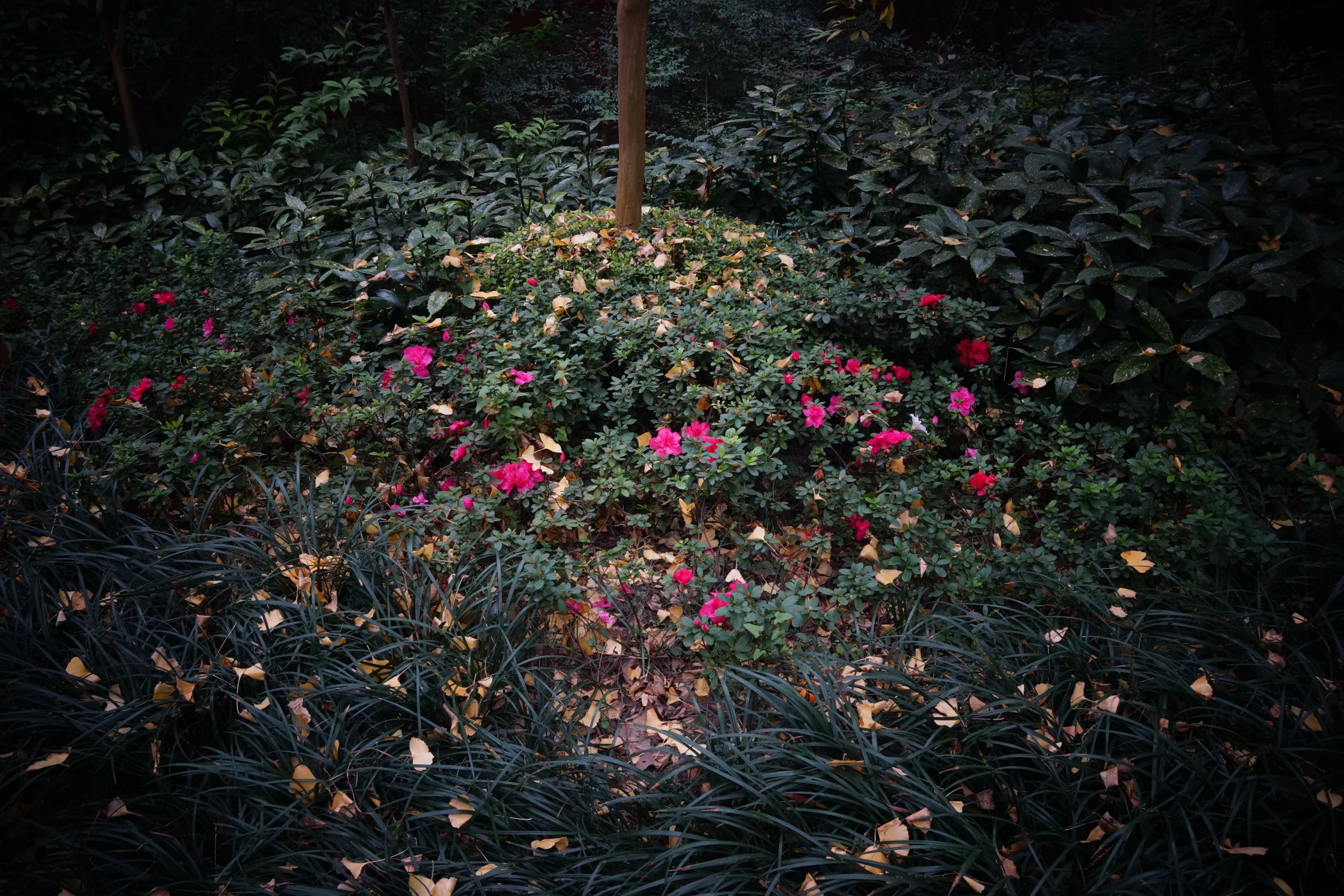 Garden and Lone Tree