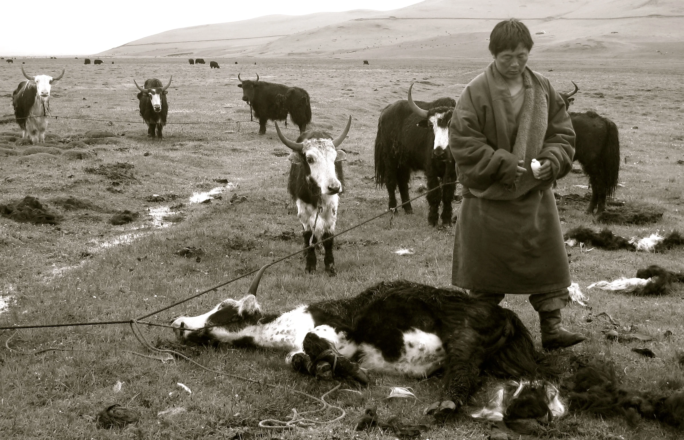 tsezen's brother, camp