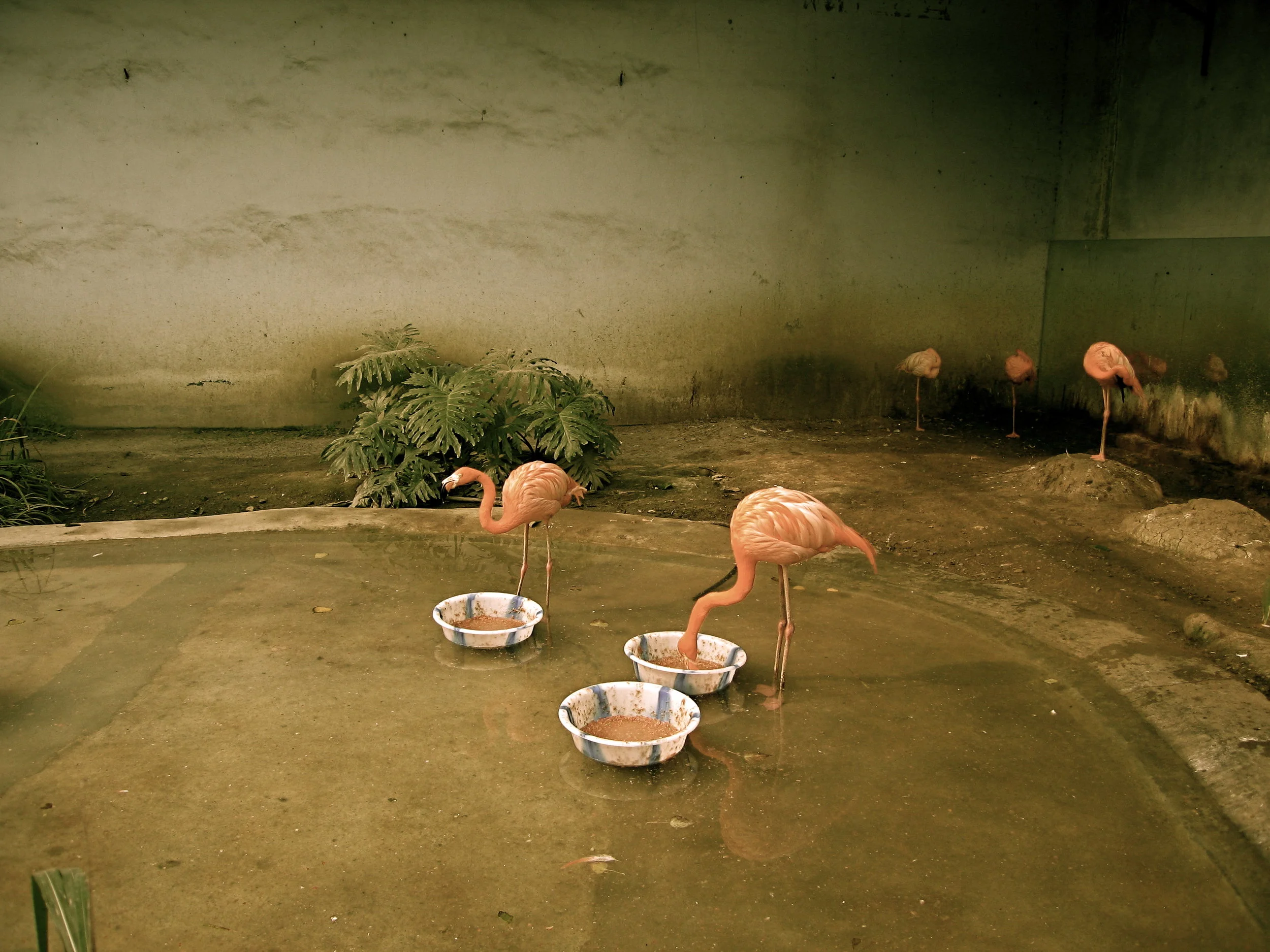 Flamingo Enclosure