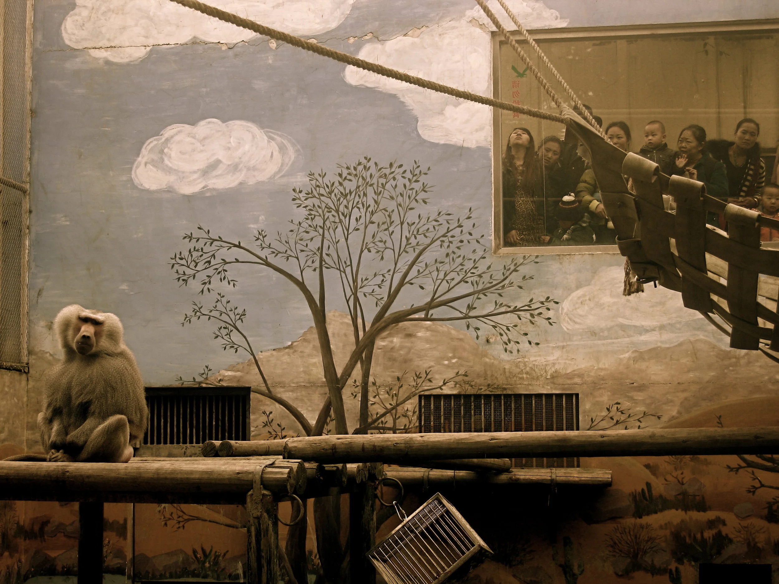 Baboon in Viewing Room