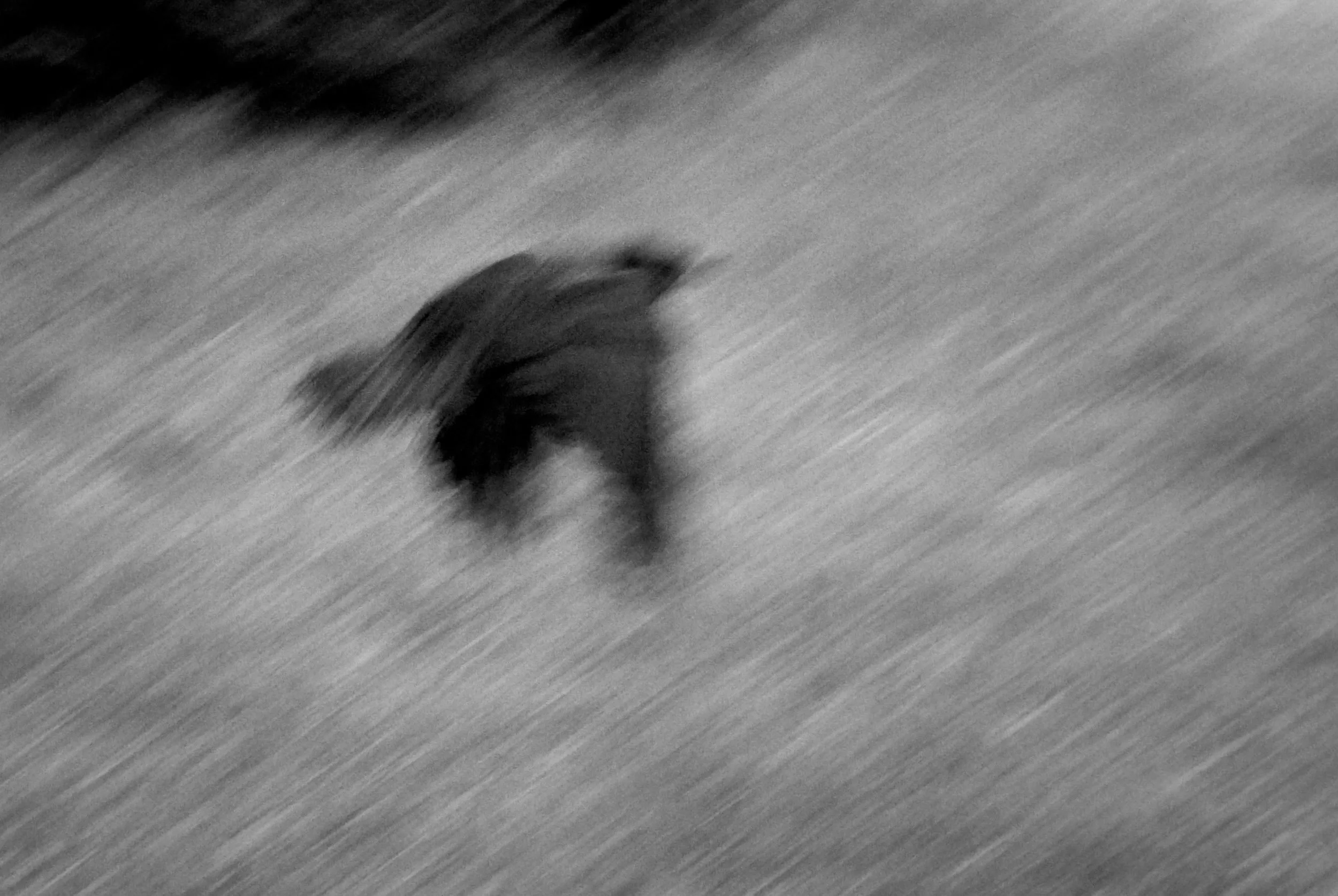 Raven. Cork, Ireland