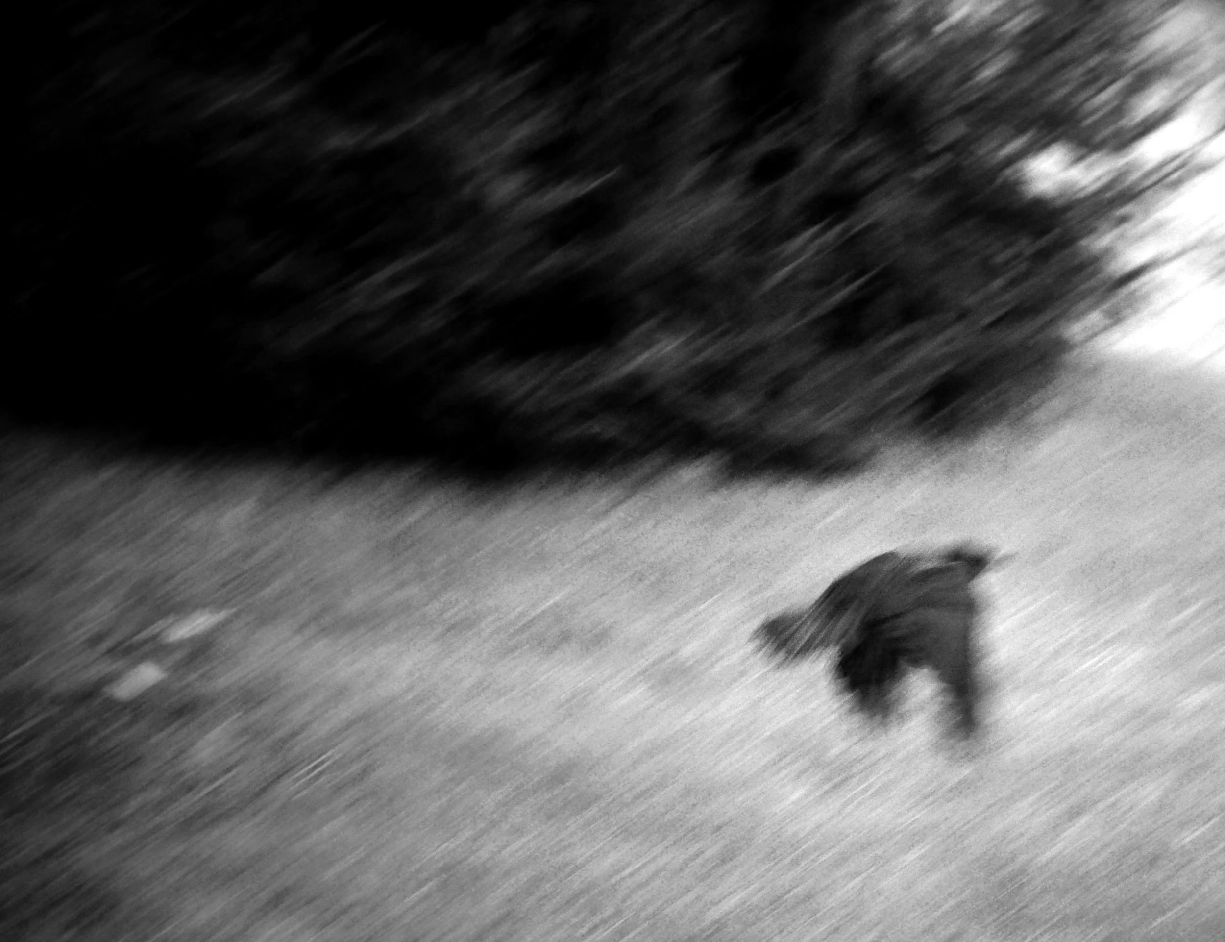 fFINAL FINAL IMAGE bird.JPG