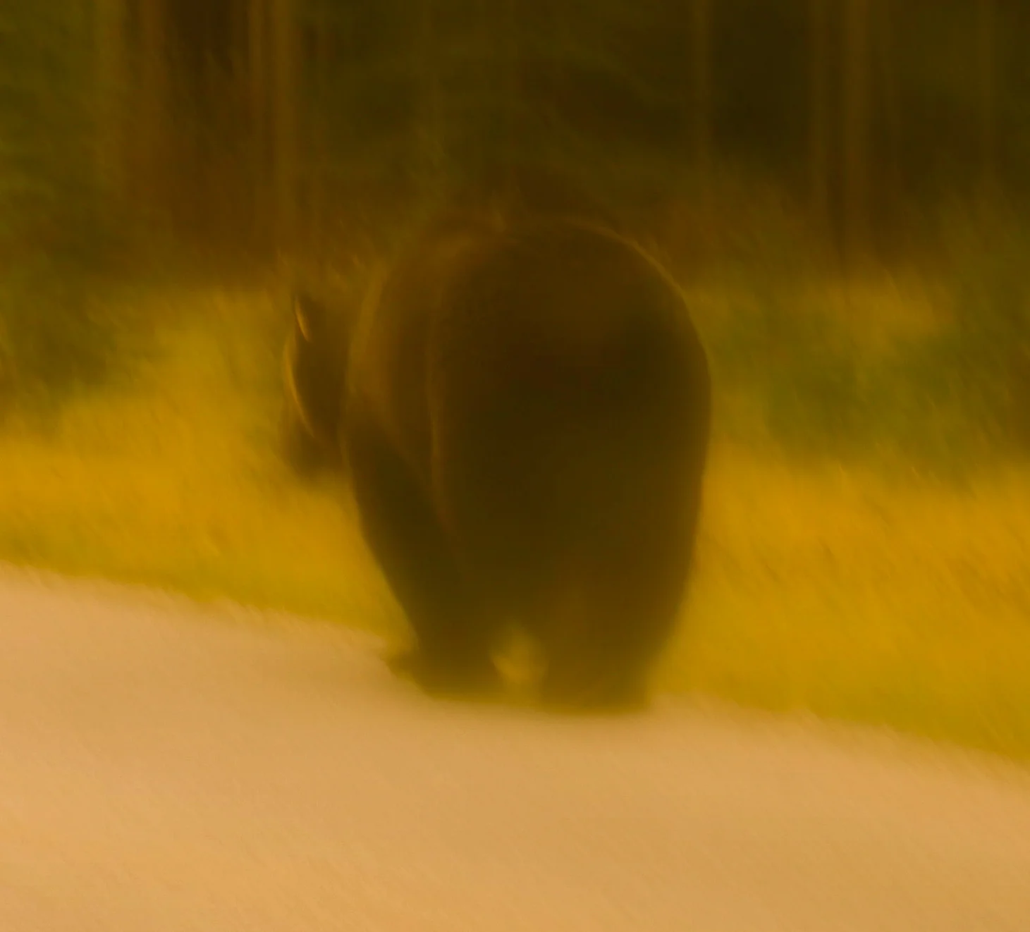 Grizzly. Bow Valley Parkway, Banff