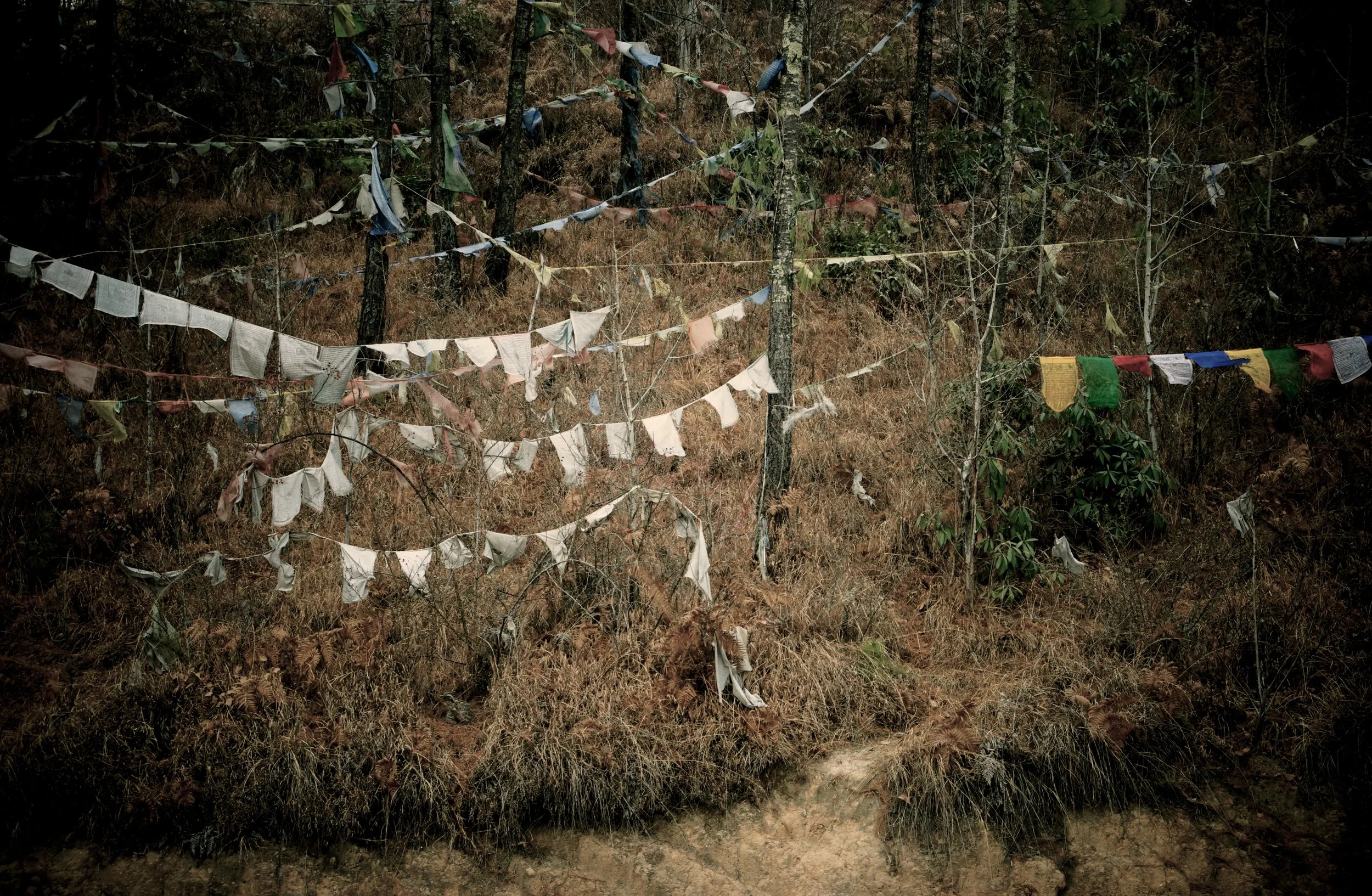 Forest near Big Buddha