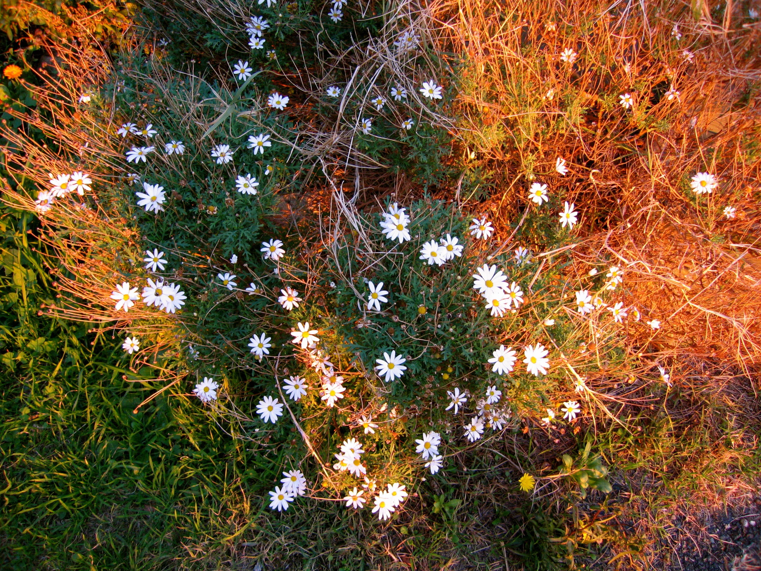 landscape1.jpg