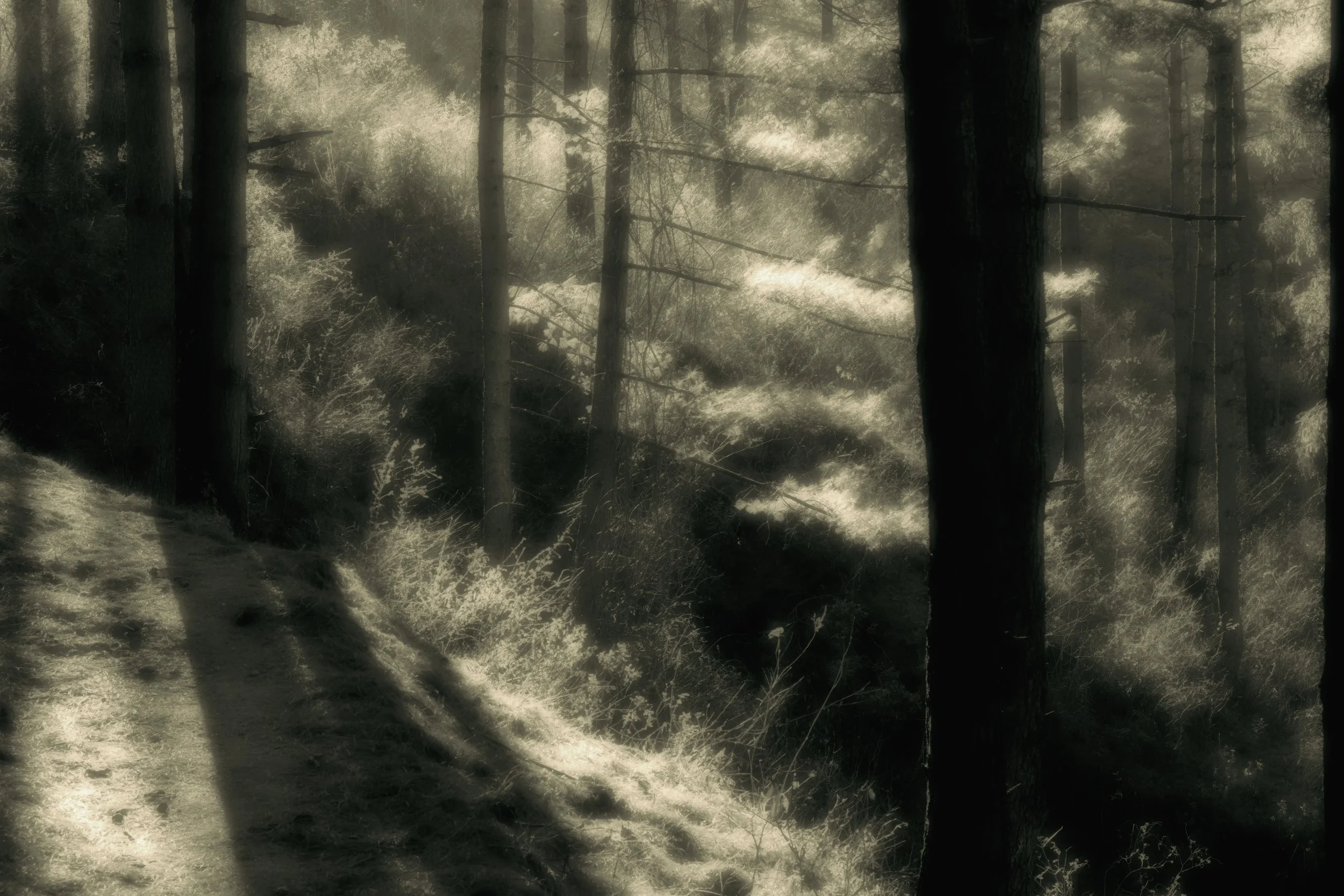 FINALFINAL54 - Version 2 copy.JPG