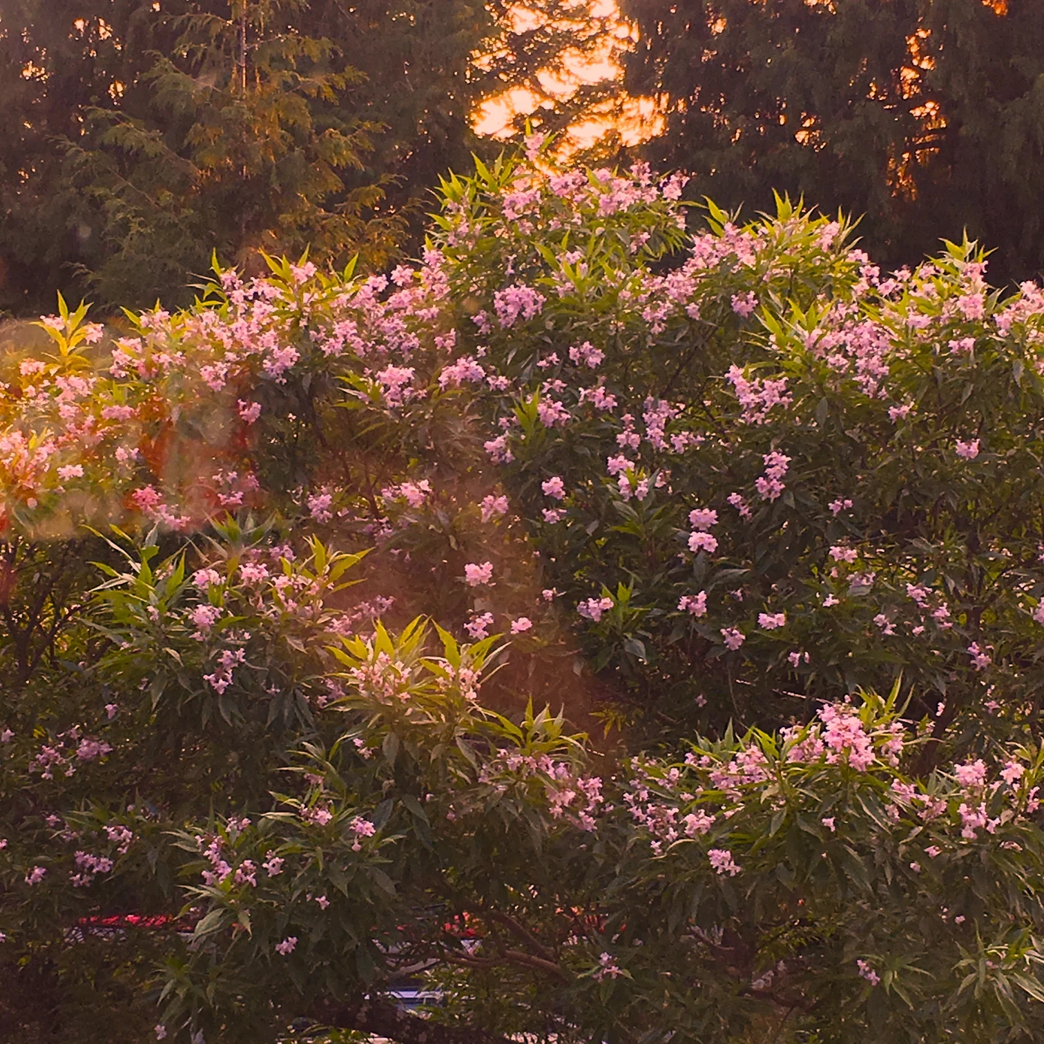 From Jane's kitchen window, Cortes Island