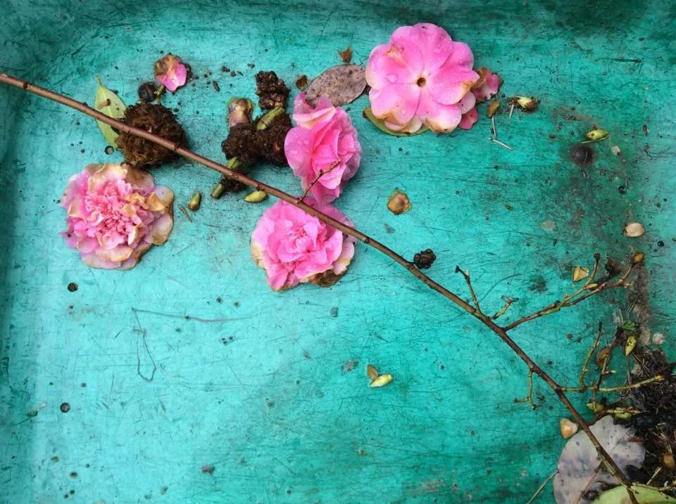 Turquoise Wheelbarrow. Cortes Island