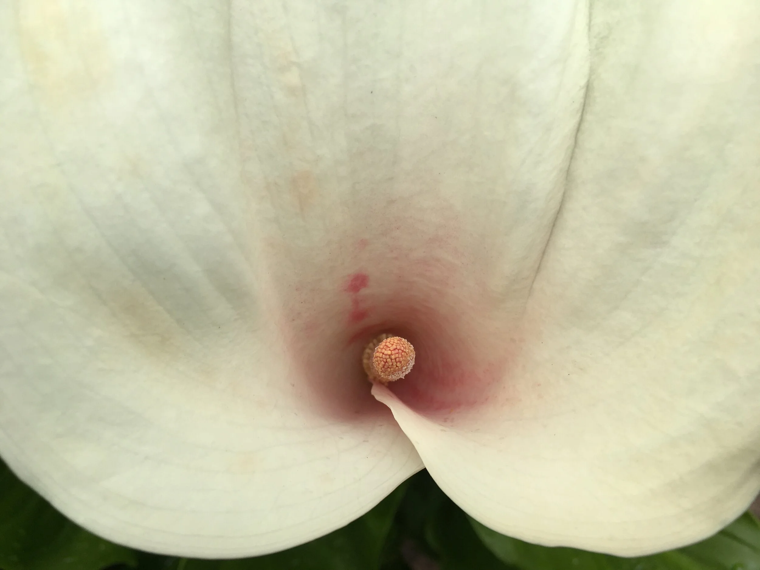 Hollyhock Garden. Cortes Island