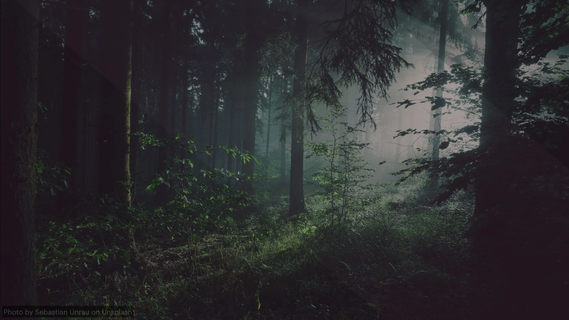 Hidden, Not Forgotten copy banner.001.jpeg