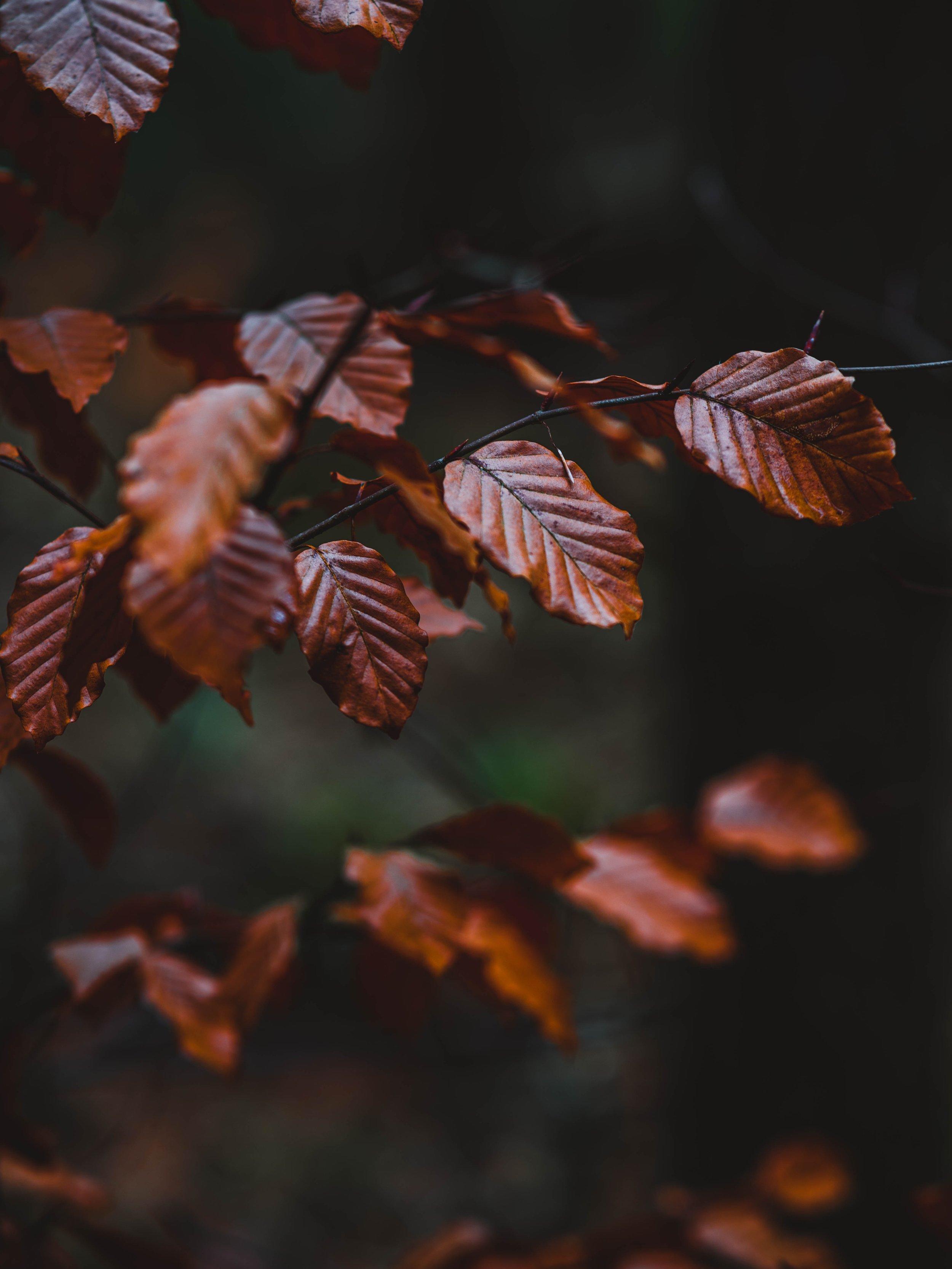 pexels-patrick-schulze-7514953.jpg