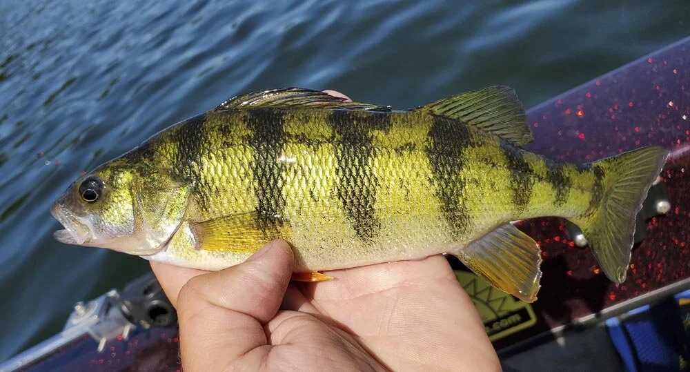 Seasonal Fishing Guide to Devil's Lake State Park, Baraboo, WI
