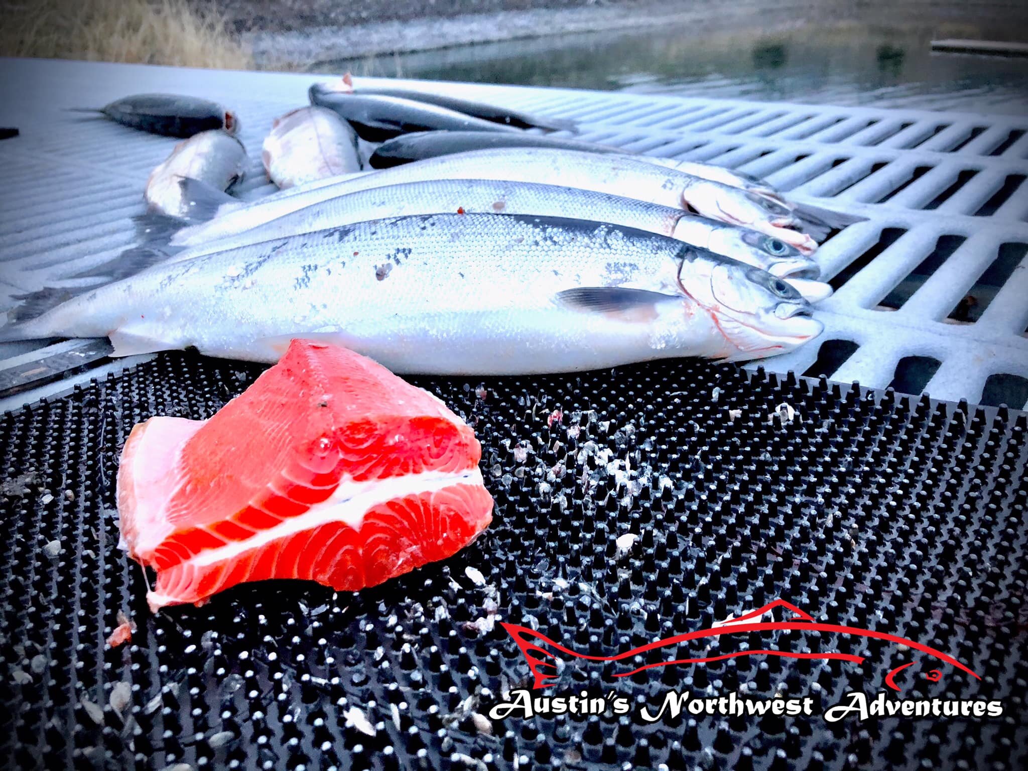 Kokanee — Austin's Northwest Adventures