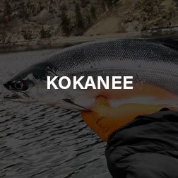 kokanee-square.jpg