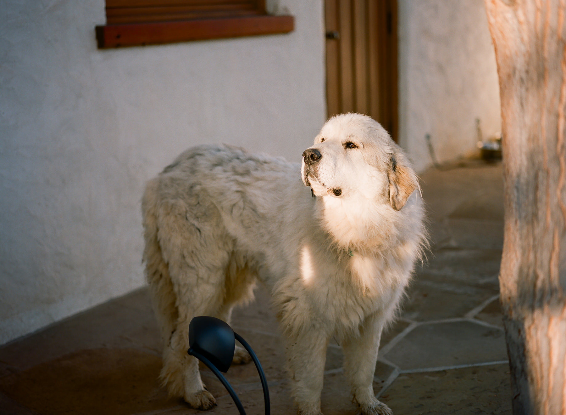 Neltje - Teddy Roosevelt Dog - Women in Wyoming