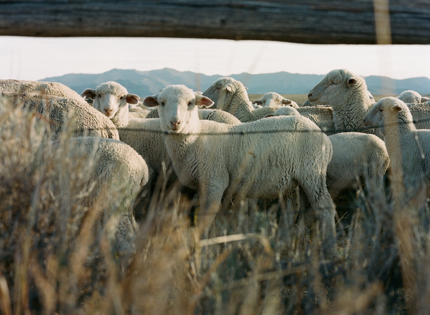 mickey_thoman_chapter_three_women_in_wyoming_sheep_camp_wind_river_mountains_03.jpg