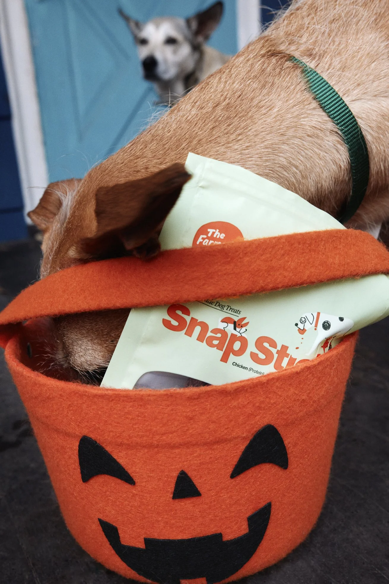 20250820_TFD_SN_Halloween_Fall_0629.jpg