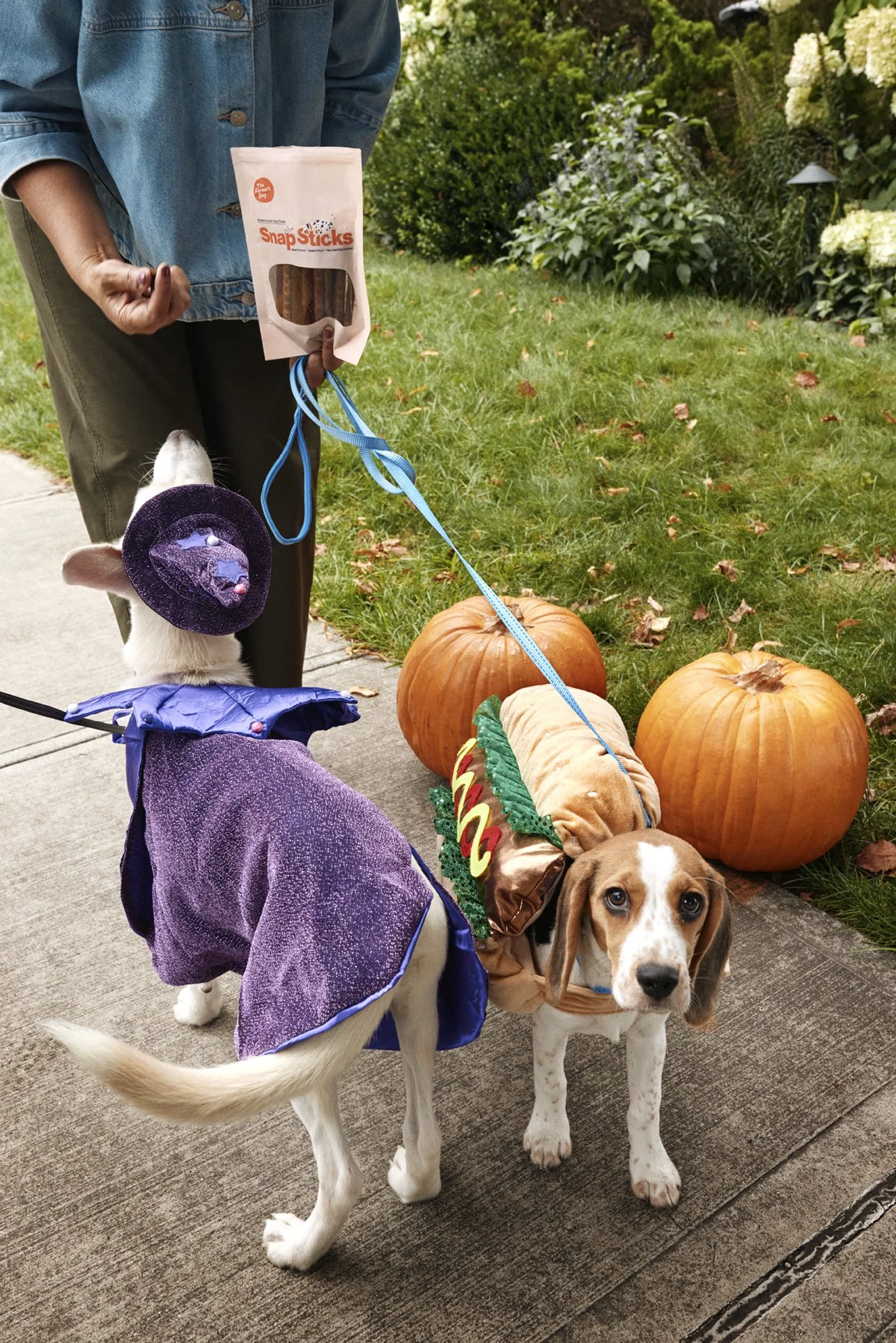 20250821_TFD_SN_Puppy_Halloween_0386.jpg