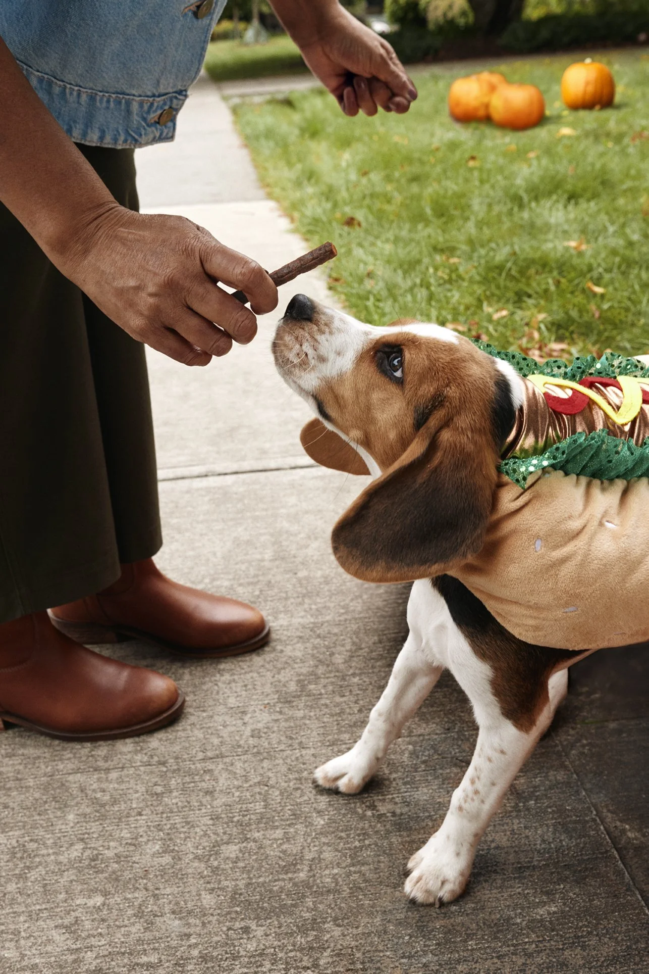 20250821_TFD_SN_Puppy_Halloween_0451-v3.jpg