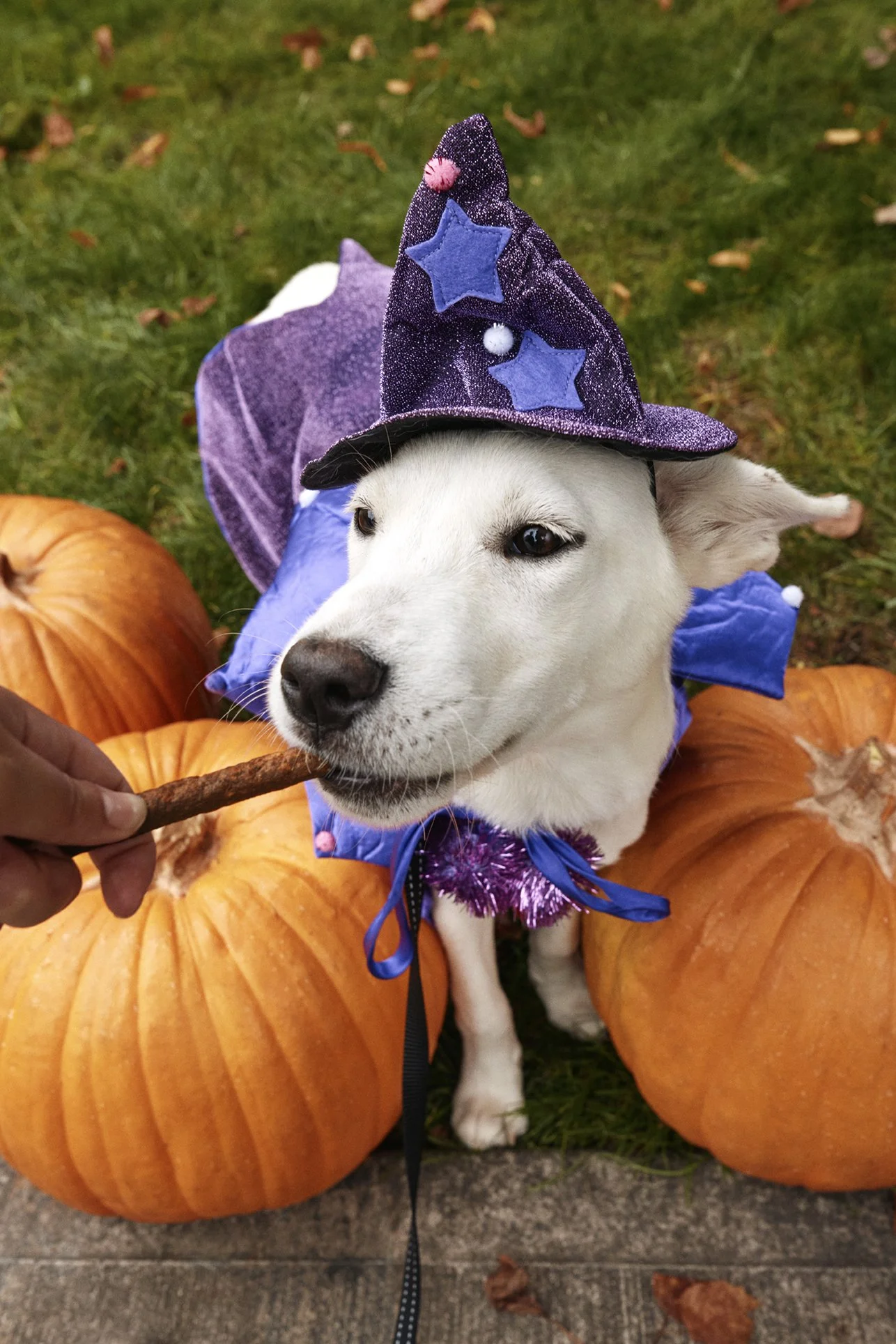 20250821_TFD_SN_Puppy_Halloween_0523.jpg