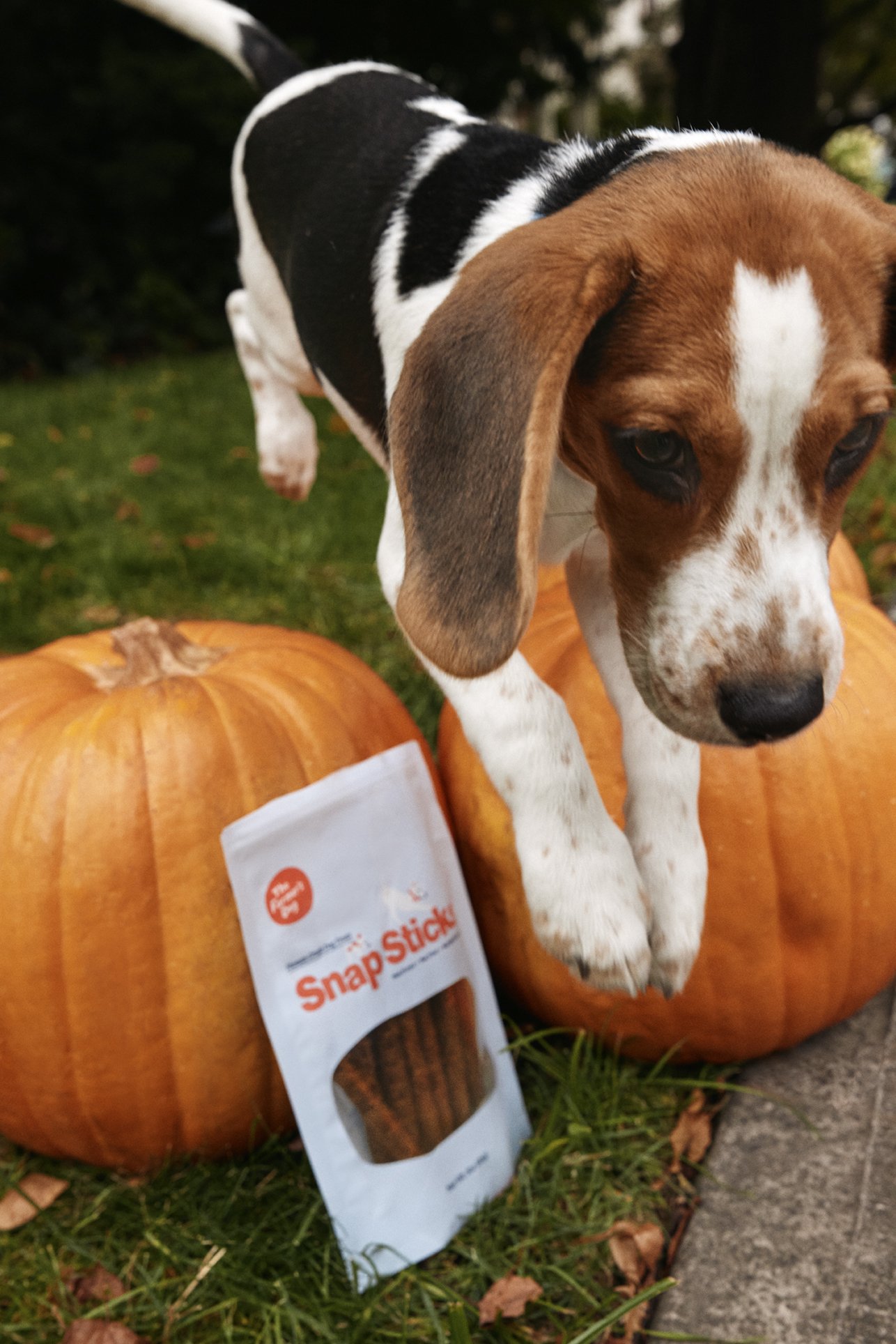 20250821_TFD_SN_Puppy_Halloween_0666.jpg