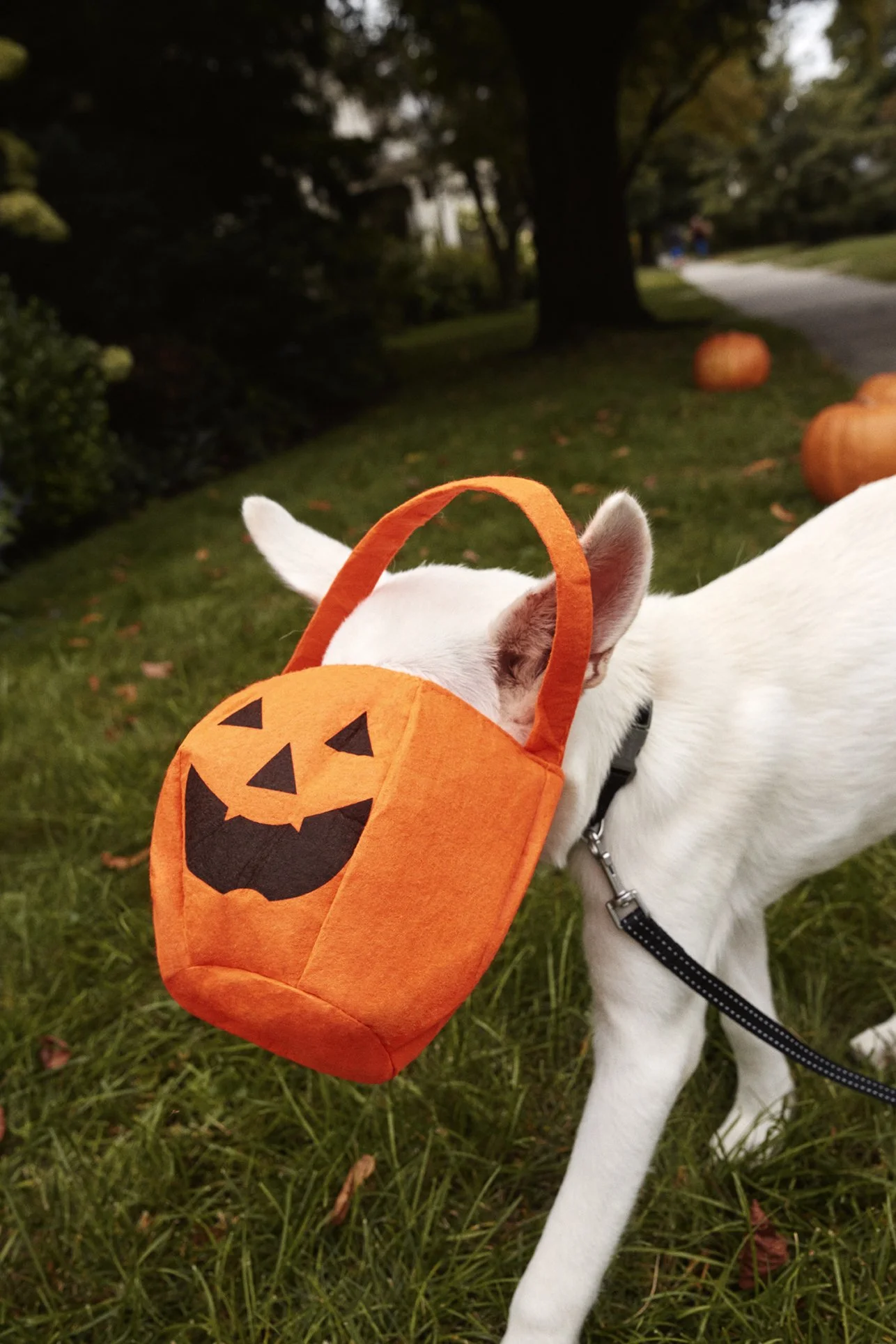 20250821_TFD_SN_Puppy_Halloween_0707.jpg