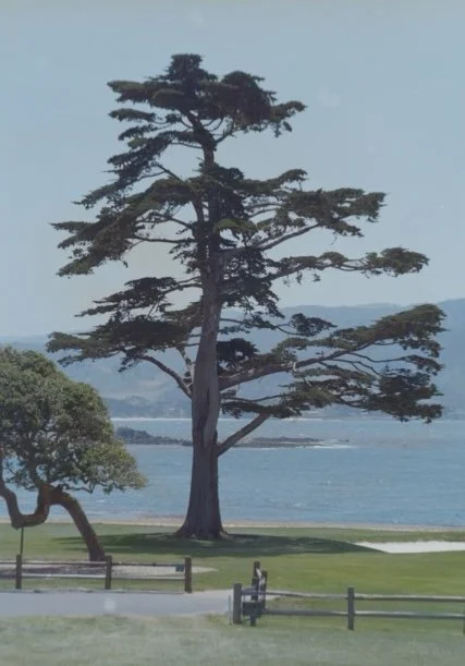 monterey&bigsurB Medium.jpeg